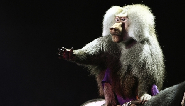 Португалія заборонила диких тварин у цирках 