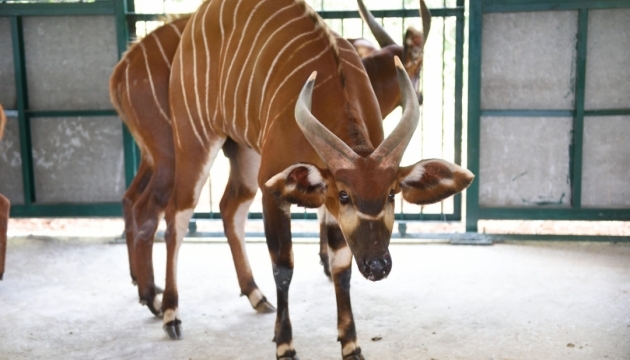 У В'єтнамі відкриється перший в країні сафарі-парк