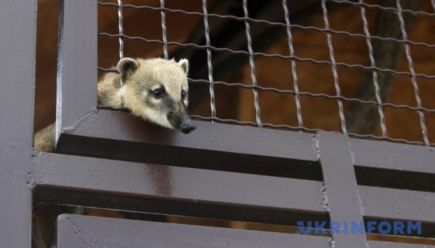 Директор ялтинського зоопарку вимагає відставки «прокурора Няши» 