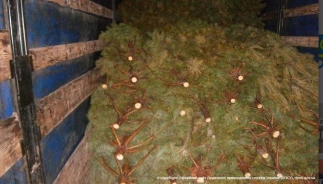 Прикордонники затримали крадіїв новорічних ялинок на межі з Білоруссю