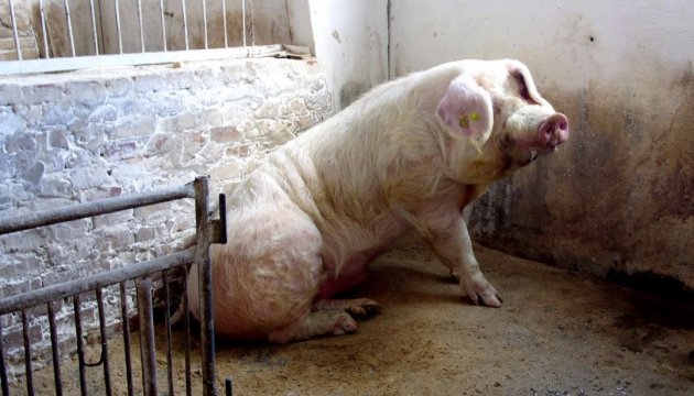 Las pérdidas de Ucrania debido a la peste porcina africana ascienden a casi $5 millones en 2016 
