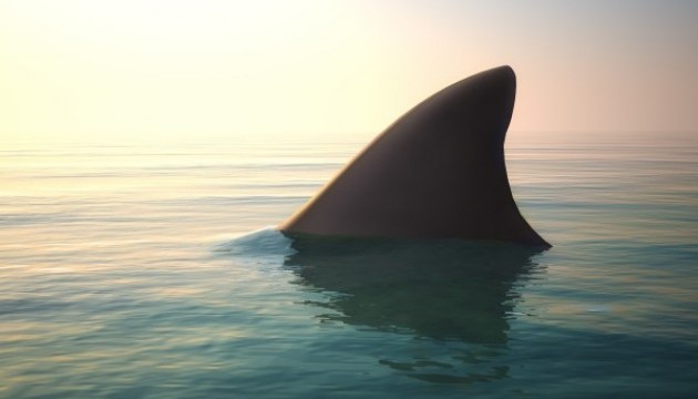 У Тихому океані спіймали новий вид акул