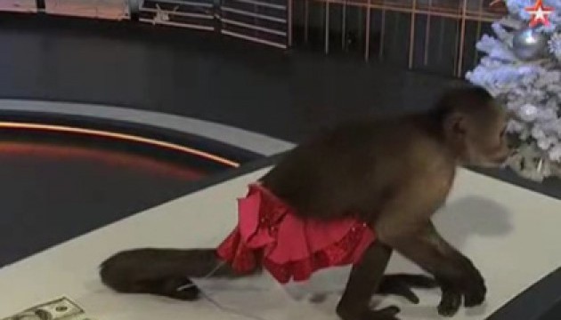 Мавпячий прогноз: хвостатий 