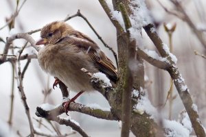 Яким буде останній тиждень січня - синоптикиня розповіла про погодні сюрпризи