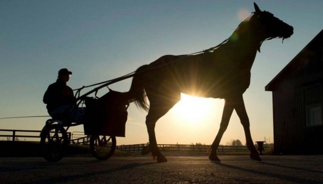 У Канаді в пожежі загинули 43 елітні коні, серед яких чемпіон ціною понад мільйон доларів