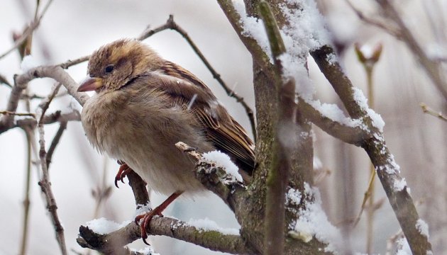 Weather forecasters warn of cold snap in Ukraine