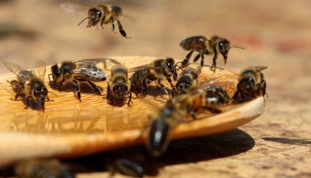 Україна призупинила експорт меду до ЄС