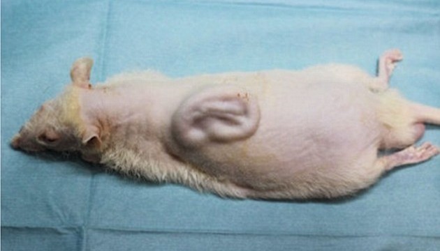 Японські вчені виростили людське вухо на спині пацюка