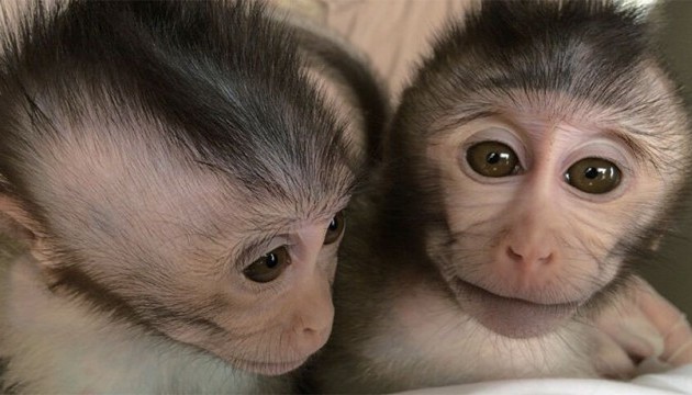 Генетики створили мавп-аутистів для боротьби з хворобою