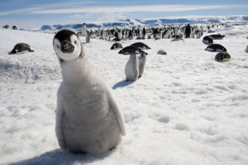 Se registra un aumento de la población de pingüinos cerca de la estación Akademik Vernadsky 