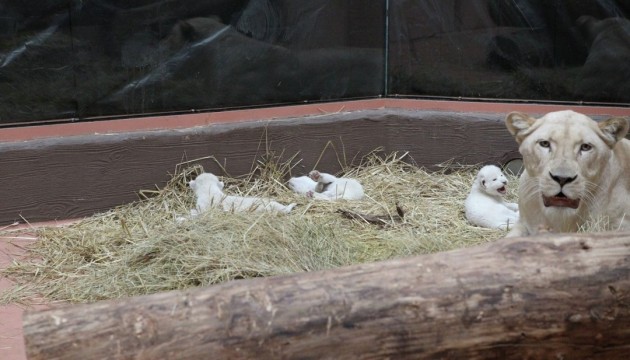 三只罕见的白色狮子宝宝在基辅降生
