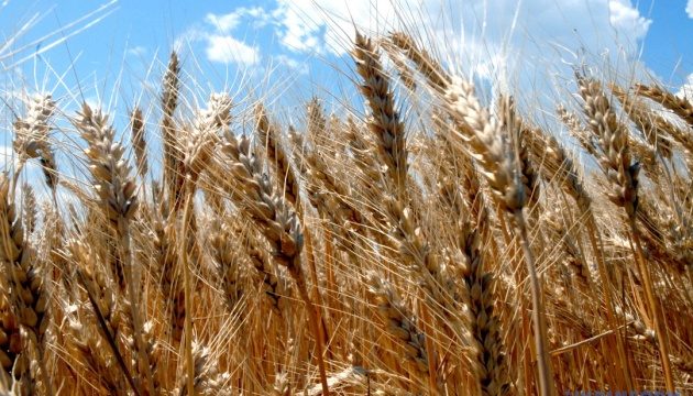 Ukraine exported 10M tonnes of wheat in 2020/2021 MY