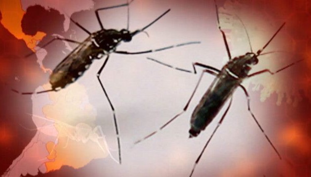 У Флориді помітили комарів із вірусом Зіка
