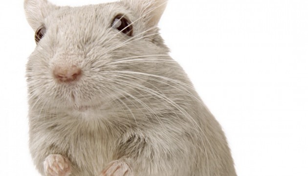 Гормон голоду грелін продовжив мишам життя