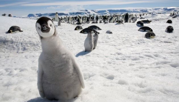 На антарктичній станції «Академік Вернадський» розповіли про навалу пінгвінів