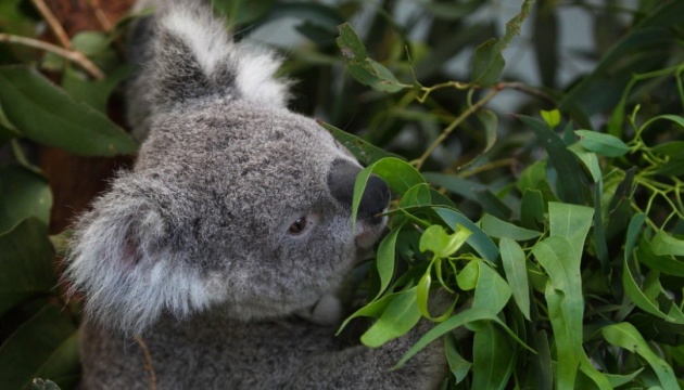 Австралія витратить на захист коал $50 мільйонів