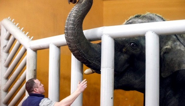 Китай планує заборонити торгівлю слоновою кісткою
