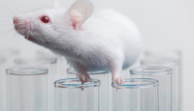 Генетики позбавили мишей від аутизму