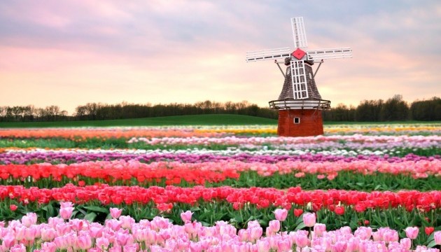 У Голландії відбудеться найдовгоочікуваніша виставка квітів країни 