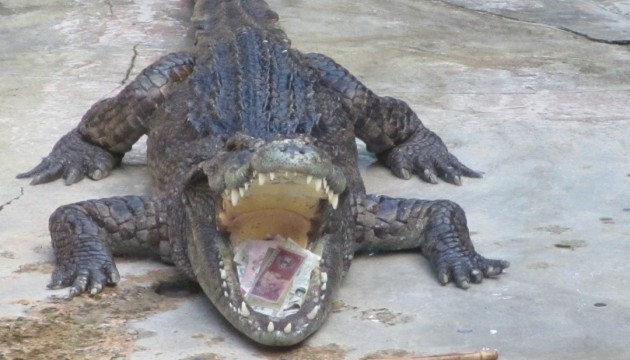У Голландії накрили наркокартель із «крокодилячою» охороною