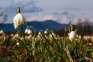 La vallée des jonquilles a fleuri en Transcarpatie