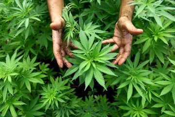 Канада готовит масштабную наркоамнистию
