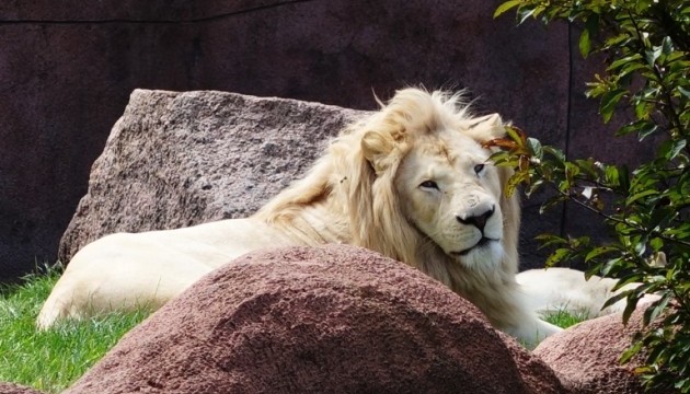 У зоопарку під Маріуполем лев напав на прибиральника
