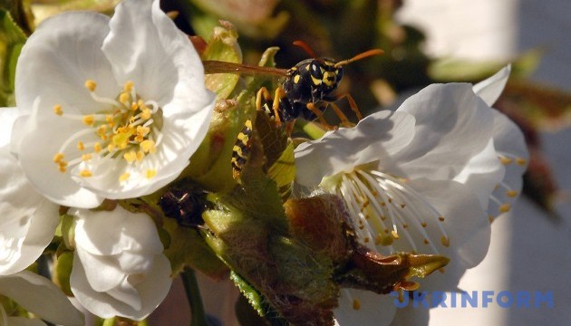 Ukraine marks holiday of spring and femininity