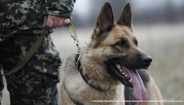 На кордоні з РФ службовий пес знайшов майже 4 кілограми наркотиків