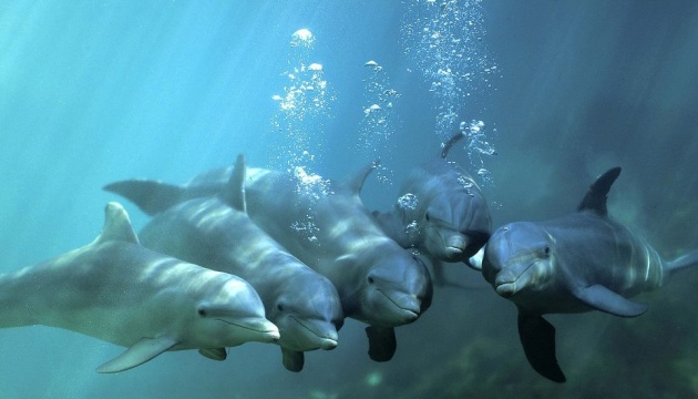 На південному узбережжі США втричі зросла смертність серед дельфінів — науковці