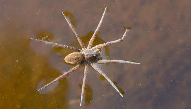 В Австралії виявили нового павука, який вміє серфити