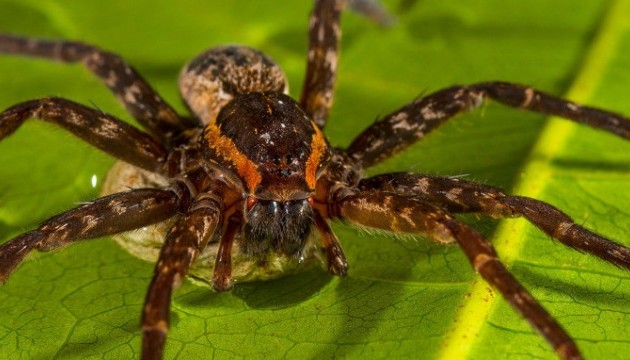 В Австралії знайшли павука-серфінгіста