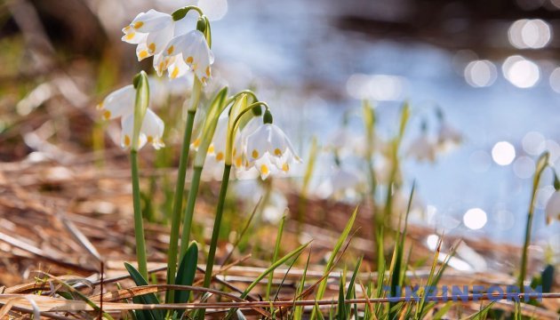 Свято 8 березня для українців розтягнеться на чотири дні