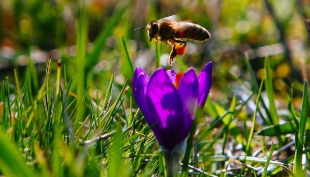 У Китаї розробляють літак, схожий на бджолу