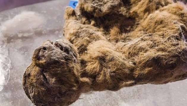 Вчені з Кореї збираються клонувати вимерлого печерного лева