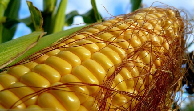 Kenya ready to purchase 450 thousand tonnes of Ukrainian corn