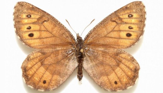 На Алясці знайшли новий вид метеликів