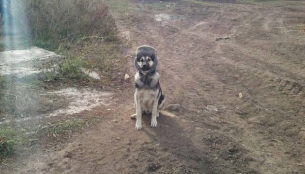 У Слов’янську розслідують факт жорстокого поводження господаря з собакою