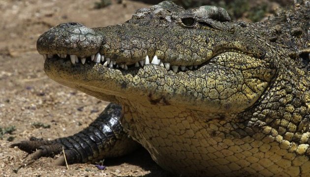 У Австралії крокодил покалічив власника парку на очах у туристів