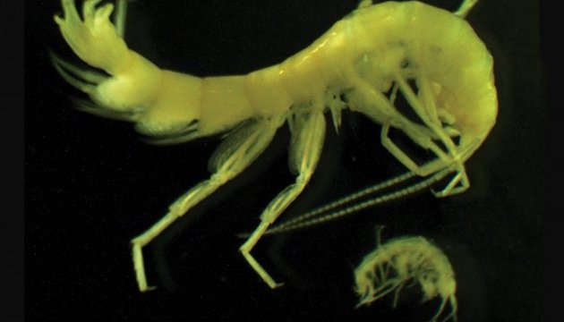 Креветки здатні оживати після глибокої заморозки - вчені