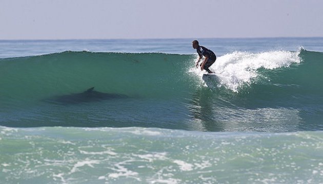 В Австралії 65-річний серфер врятувався від нападу акули