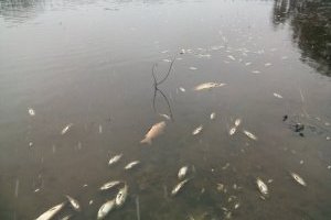Хмельницькі екологи встановили причину мору риби у Південному Бузі