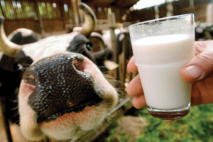 Через теплу погоду в Україні у квітні зріс обсяг виробництва молока