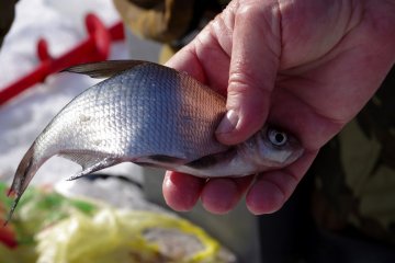 Екологи про ботулізм: в Україні не досліджують водойми, де розводять рибу