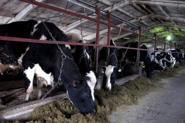 Ukraine und Angola bereiten sich auf Handel mit Produkten der Tierzucht vor