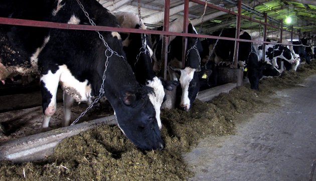 In der Ukraine Viehbestand kritisch zurückgegangen