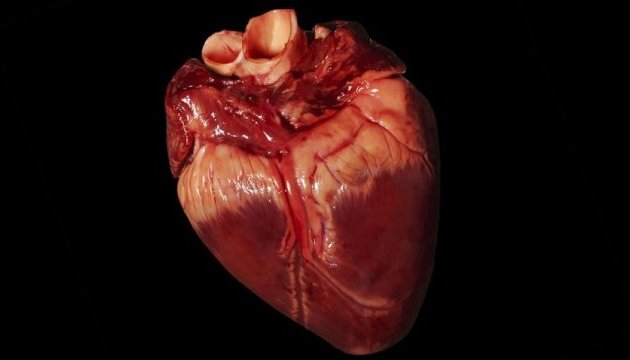 У найближчому майбутньому людині почнуть пересаджувати свиняче серце - вчені