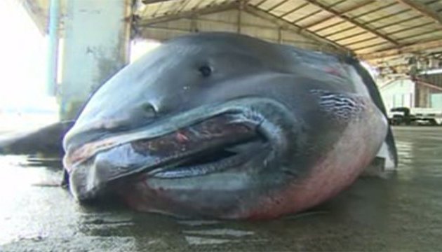 Японці виловили п'ятиметрову великороту акулу