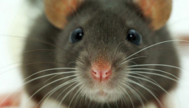 Китайці будуть розмножувати мишей у космосі