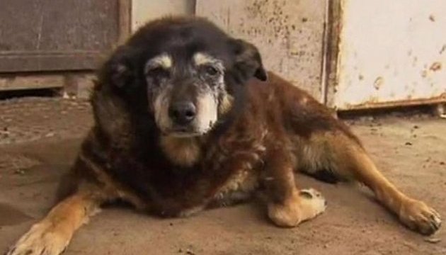 В Австралії помер найстаріший у світі пес
